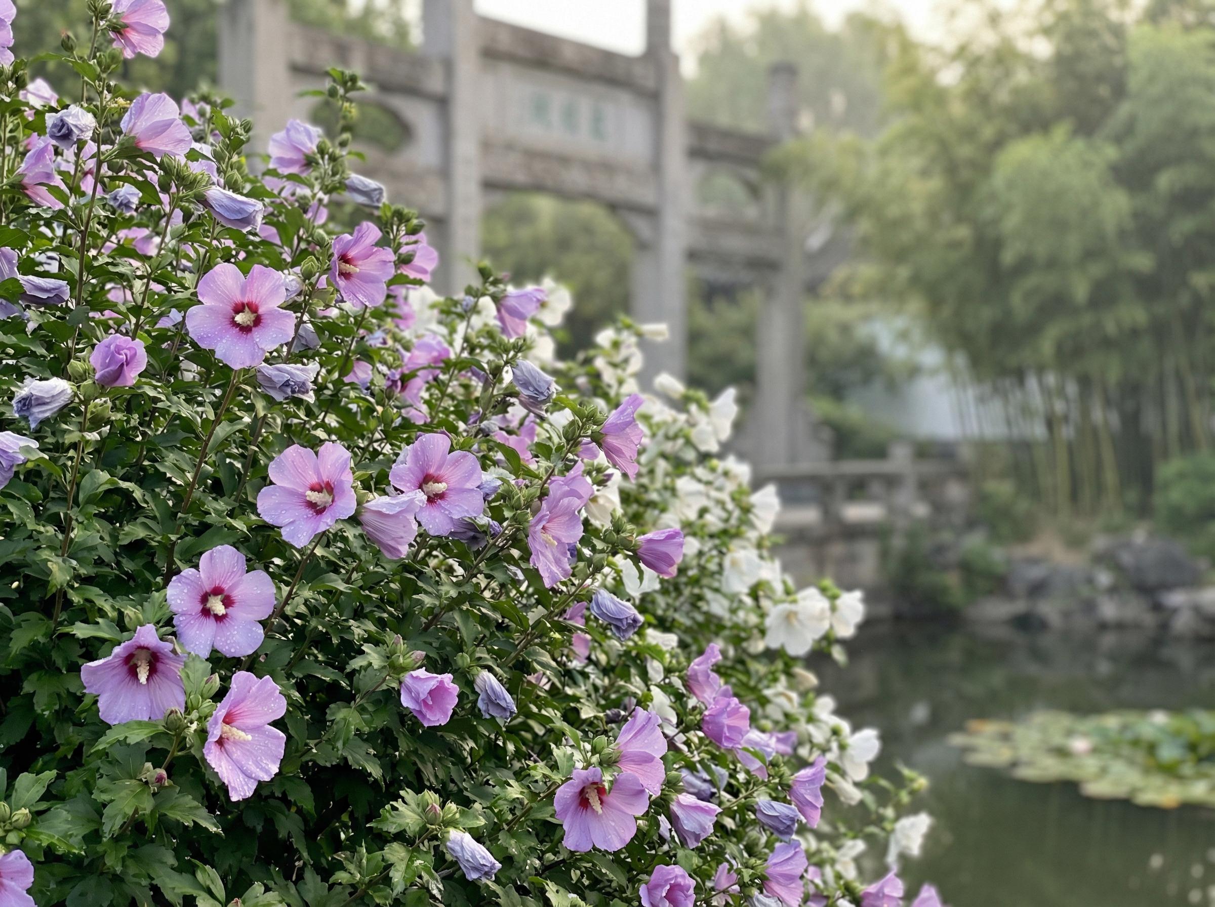 海角视频海角视频花卉：木槿花开四季视频记录